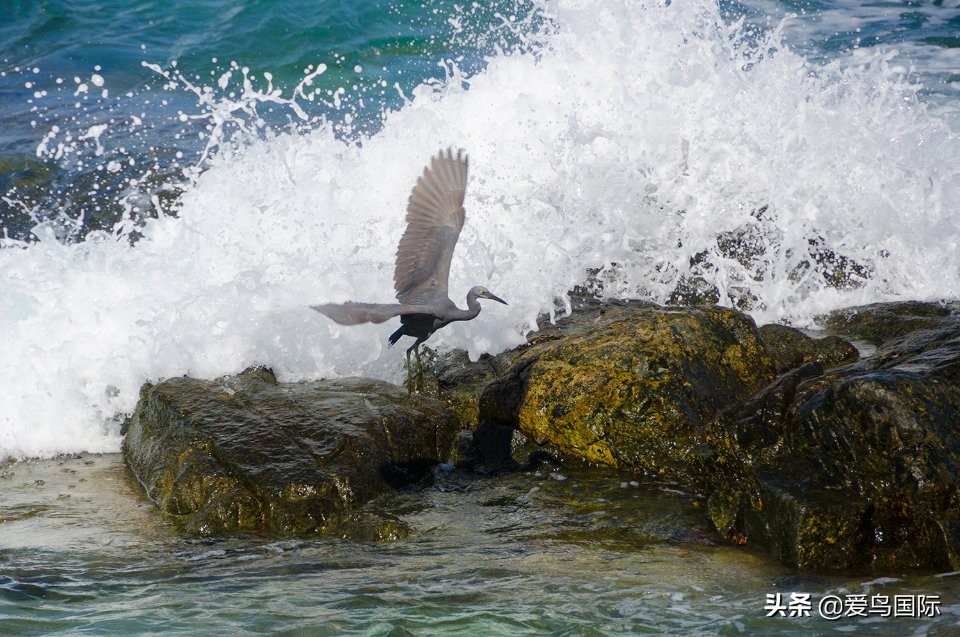 观鸟大年影片,观鸟大年在线观看