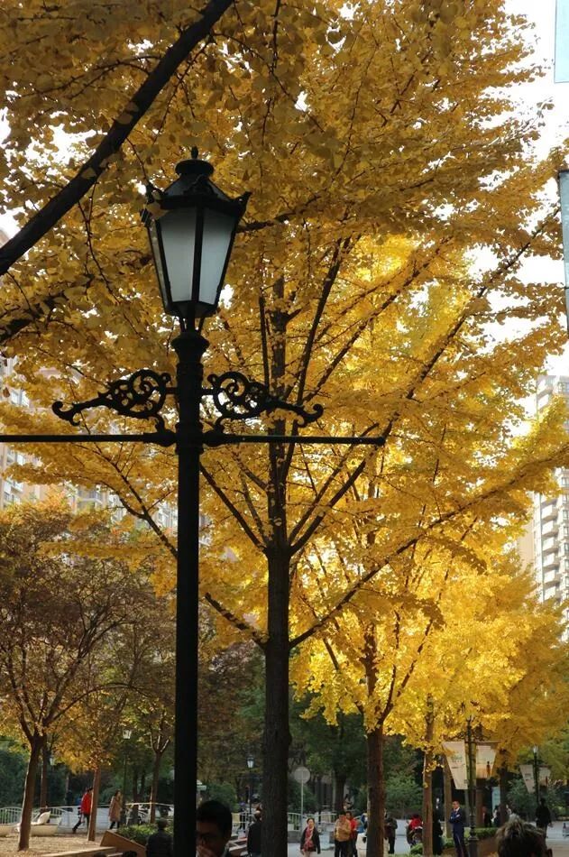 上海银杏叶打卡的地方,上海周边哪里有银杏叶