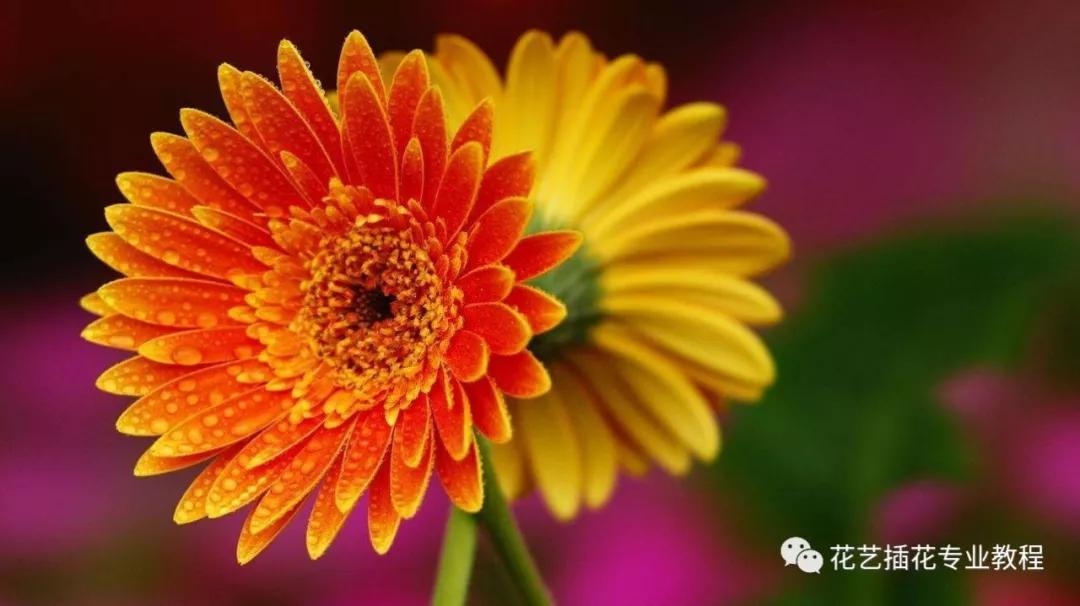 「花艺知识」50种常见花材的花语~（建议收藏）