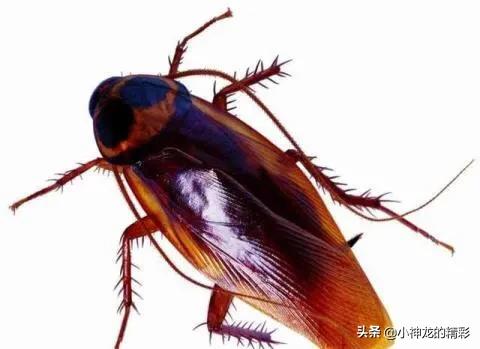 世界上十种杀不死的动物,世界上会杀死自己的五种动物