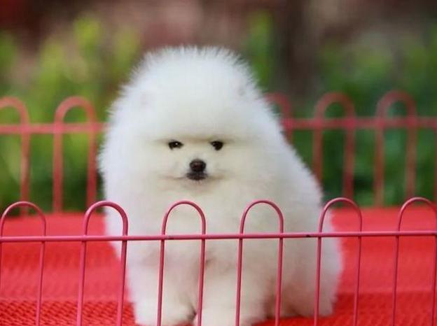 怎么挑选好的博美犬,如何选到健康的博美犬