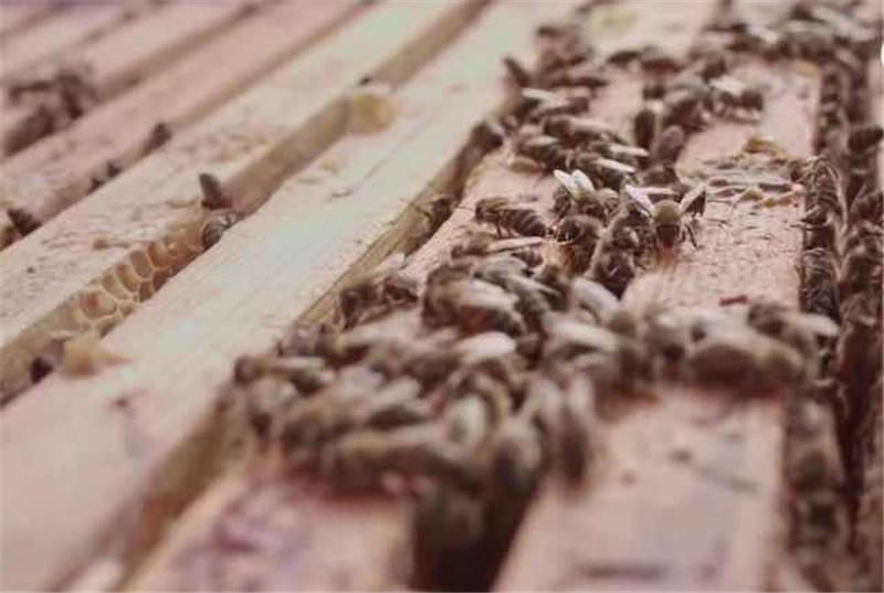 德芙广告策划案例,国外创意广告100例