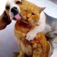 猫和狗打了疫苗咬了人有事吗,猫已打狂犬疫苗被抓伤后需打针吗