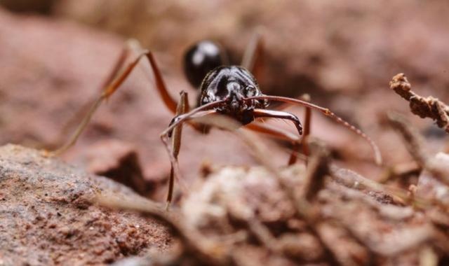 常见蚂蚁图鉴,蚂蚁vs其他种类蚂蚁