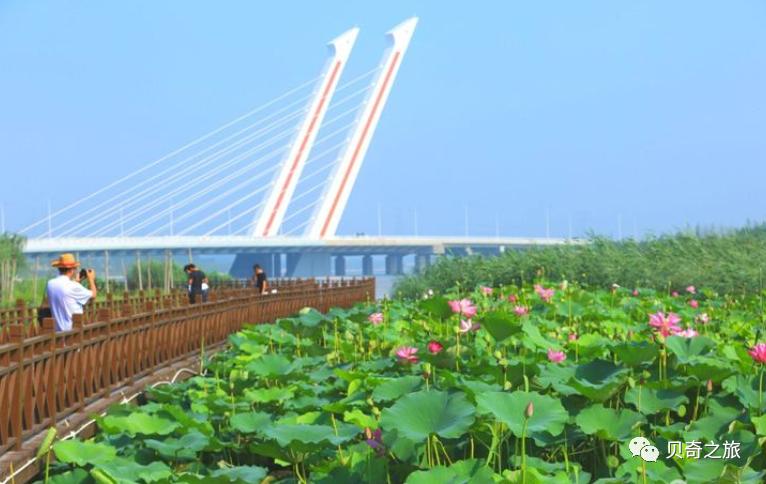 郑州赏荷花攻略,中国赏荷必去的地方