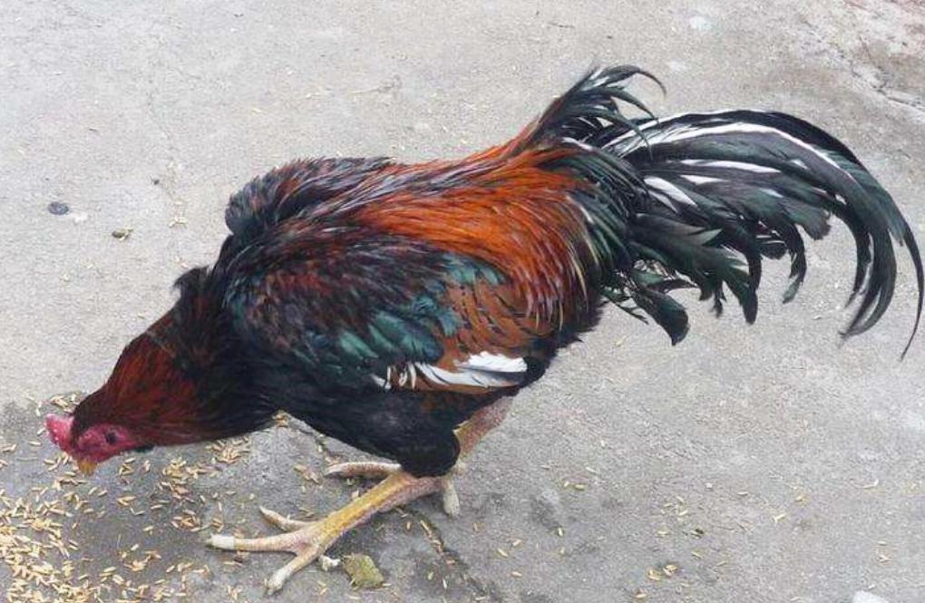 全兴雄起完整版,四川全兴甲A经典语录