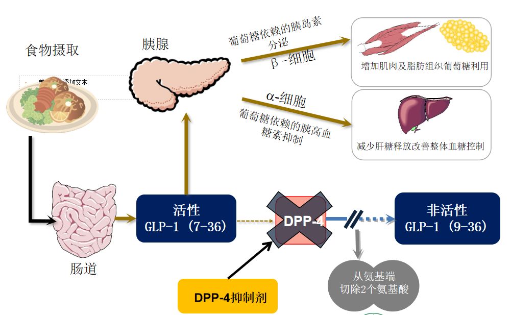 dpp4抑制剂降糖原理,新型降糖药对心血管有用吗