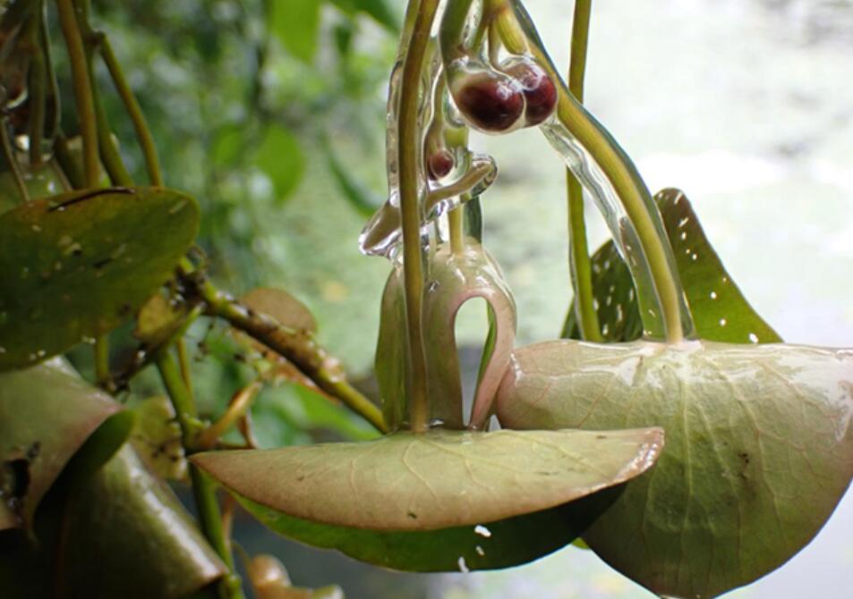 杭州野生莼菜,杭州临安特大野生莼菜