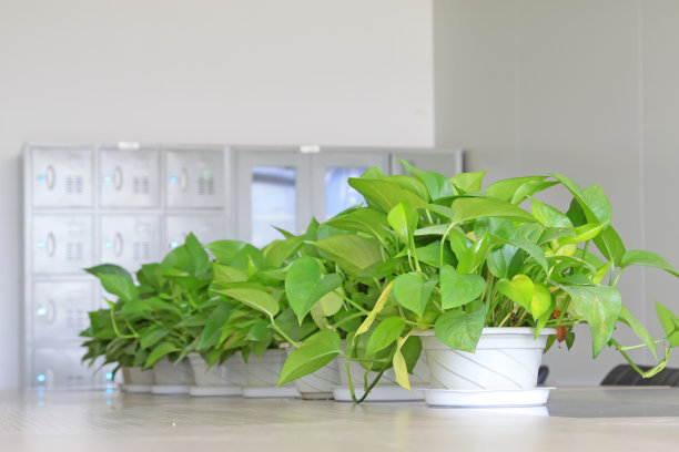 适合办公室的水培花卉植物,适合办公室水培植物有哪些