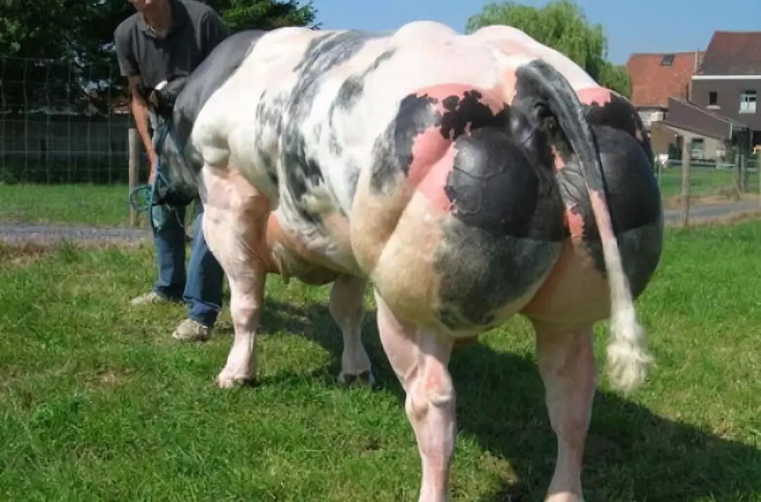 “牛魔王”丹尼尔*疆新**繁育体长5米重3吨的牛，一天长肉3斤，啥样