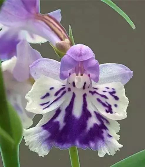 世界顶级奇花异卉,最美奇花异卉