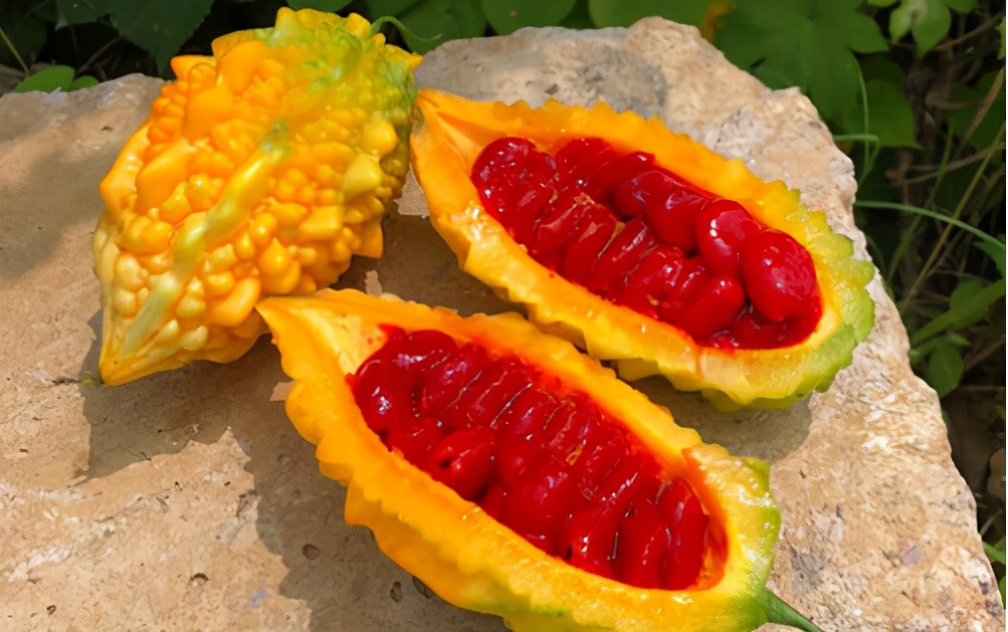 癞葡萄是苦瓜吗,癞葡萄可以当成苦瓜吗