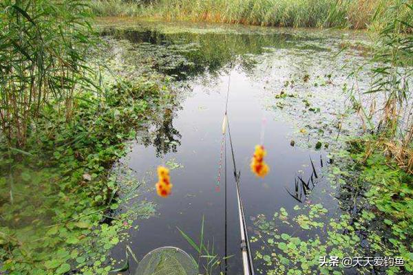 秋钓大鲫鱼怎么避免白条闹,野钓大板鲫怎么避免小鱼闹窝
