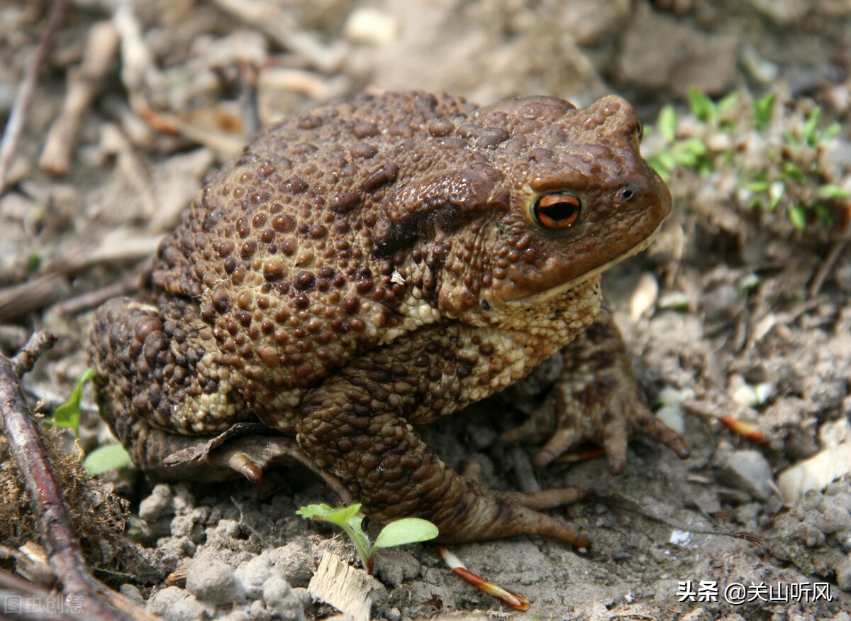 农村老话“端午晒蛤蟆，再热也不怕”啥意思？端午为何要晒蛤蟆？