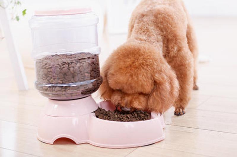 养一只泰迪犬一个月花多少钱,领养泰迪犬怎么养才听话