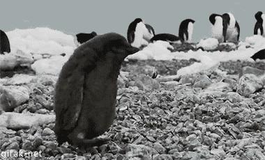 超级搞笑gif图,超好笑gif图