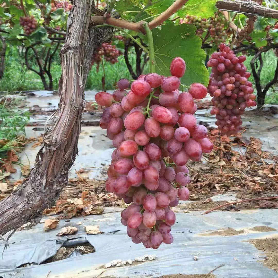 热带水果名单,热带水果王国攀枝花