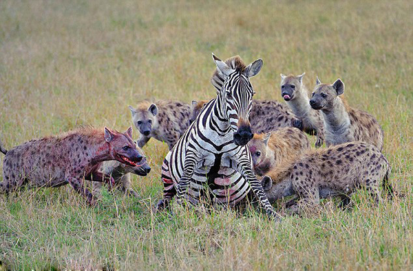 被误解的鬣狗,被误解最深的动物鬣狗