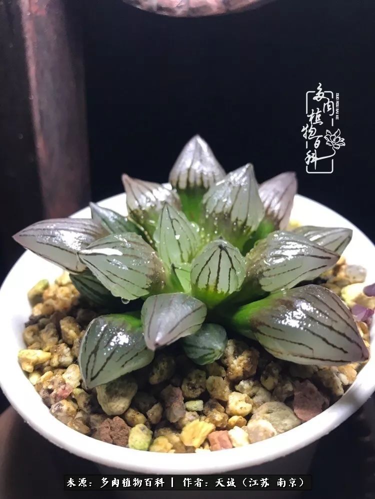 鍙拱瀵圭殑涓嶄拱璐电殑灏忔牱,鍙拱瀵圭殑涓嶄拱璐电殑鍥剧墖灞曠ず