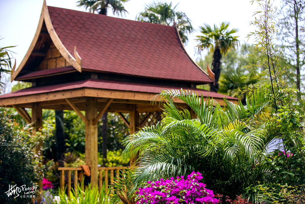 上海国际花展一览表,上海国际花展一览