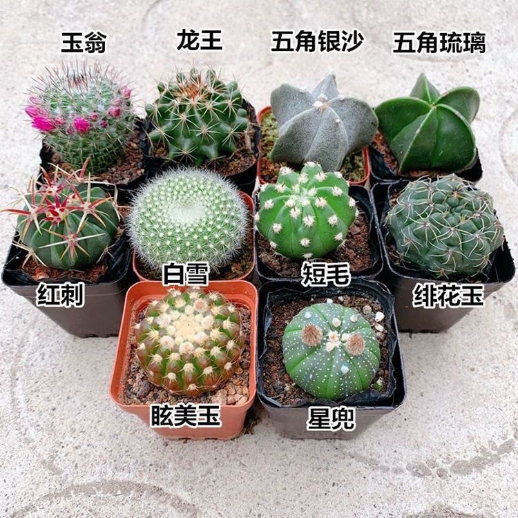 养了很多花只有绿萝最好养,绿萝养死还能养什么花