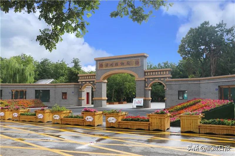 嘘！听说武威有棵树，四个人都抱不住