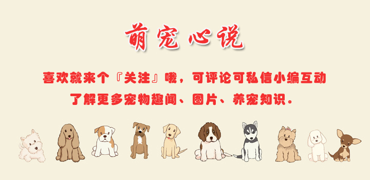 猫生病不吃药怎么喂药,猫咪生病了怎么喂药