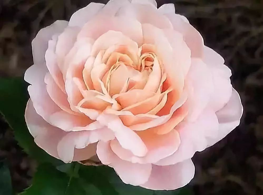 世界十大漂亮名贵花卉,植物研究世界名贵花卉