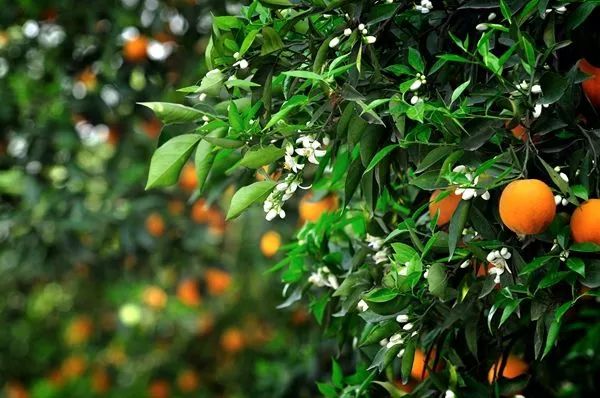 无花果树在庭院内种植有什么寓意,冷杉树长在庭院里风水上有说法吗