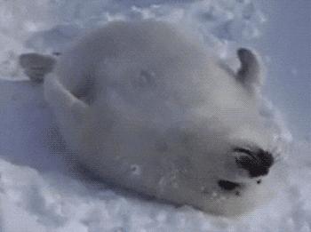 宝典妈妈带你了解国际海豹日,国际海豹日科普