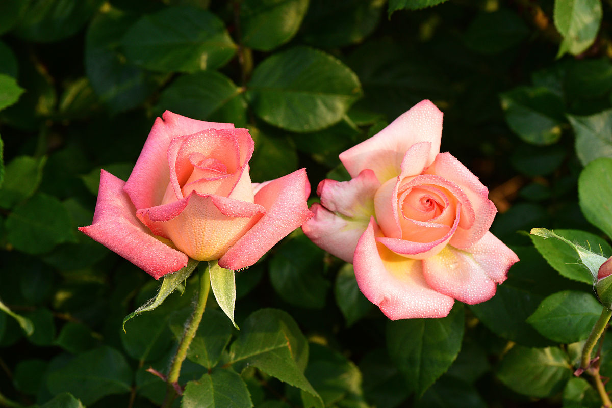 月季花枝干枯黄怎么回事,月季冬末春初为什么枝条干枯