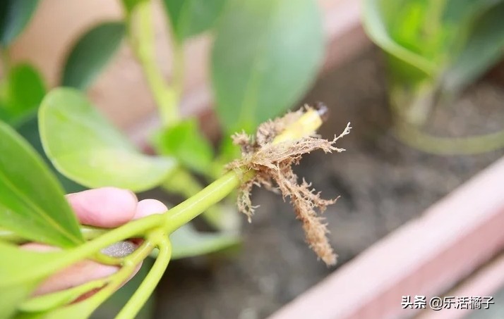 植物浇水浇的次数太多会怎样,植物浇水太多怎么补救