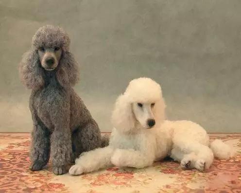 45种狗狗,45种狗狗很难得一见你认识几种