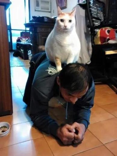 卑微的两脚兽，欢迎来到喵星人的世界