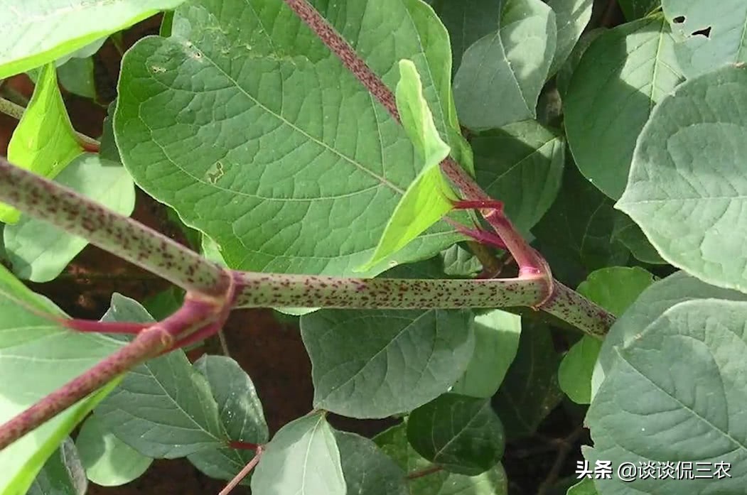 潮汕一种叫蛇总管的草药,蛇总管的别名