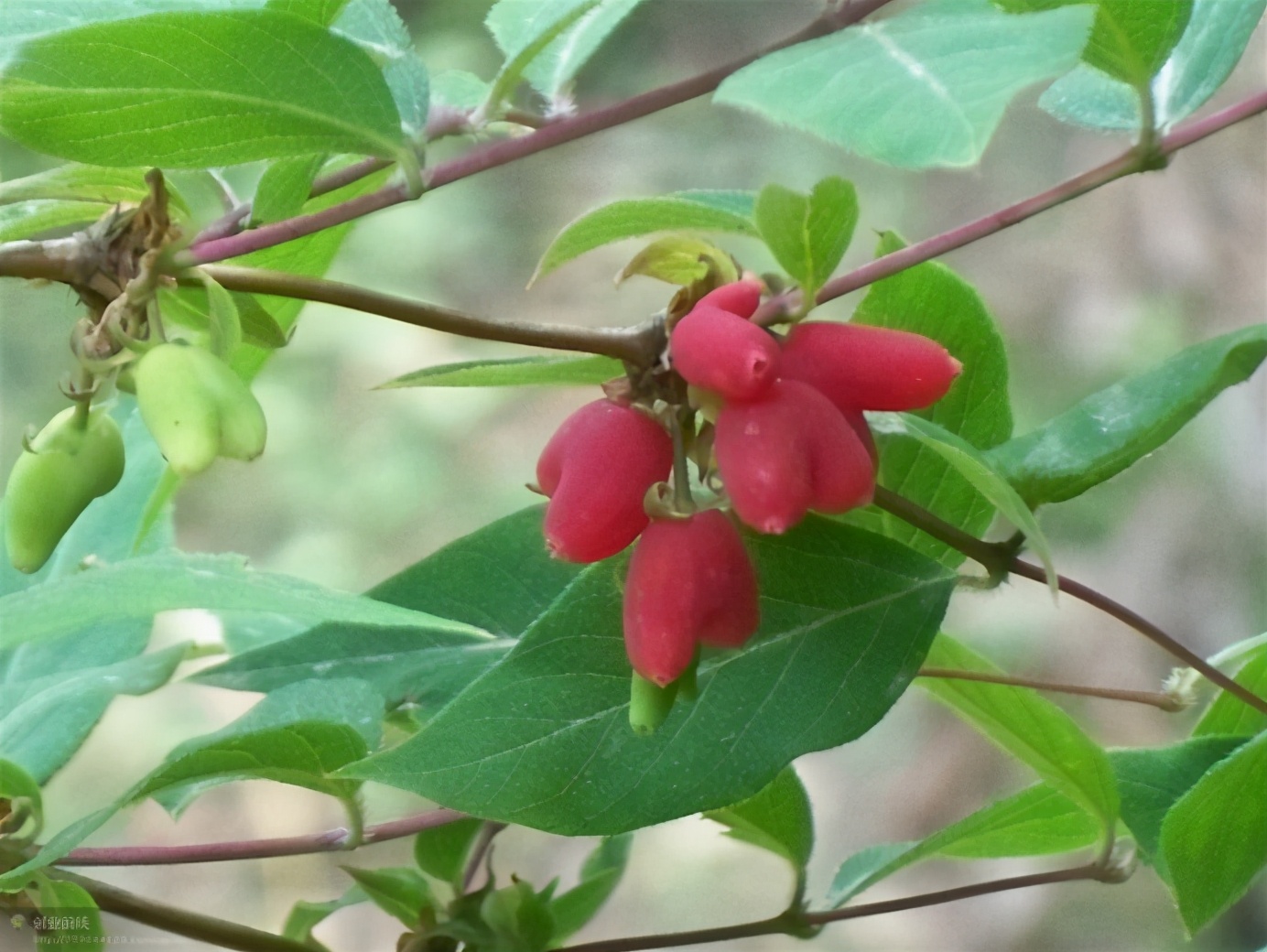 百种果子简介,百种果实图片