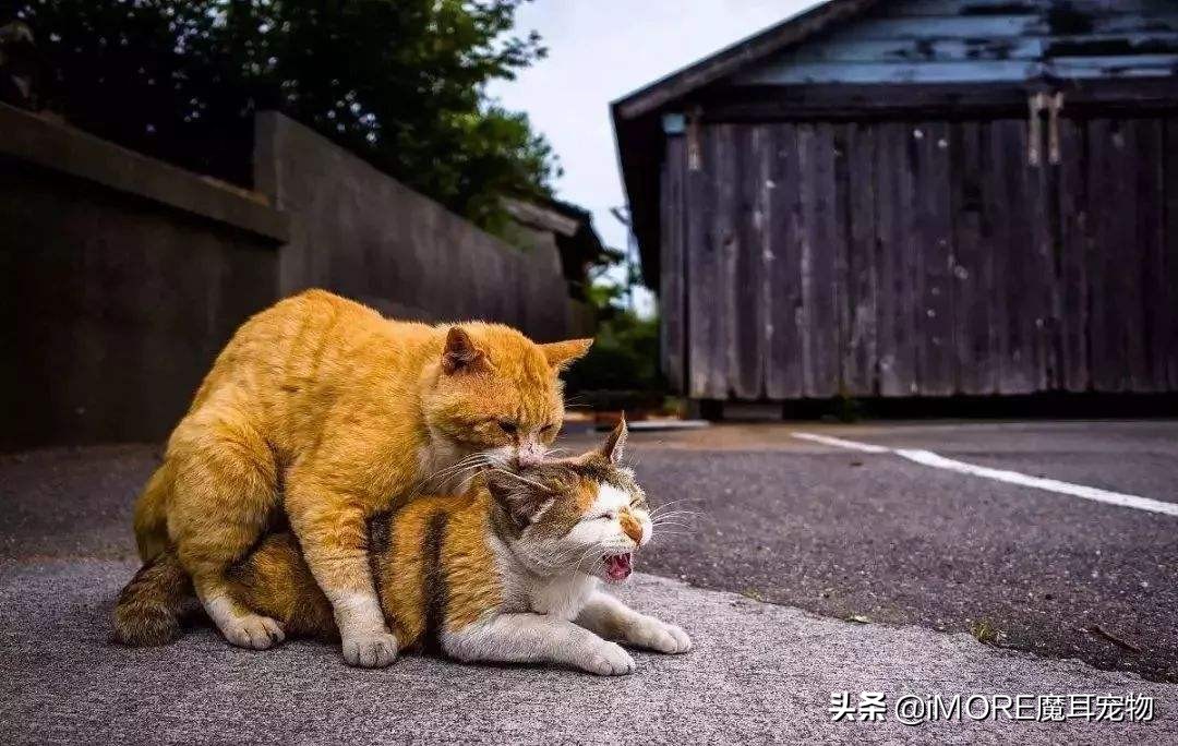 辟谣!棉签可以让母猫停止发情?铲屎的,我建议你住手