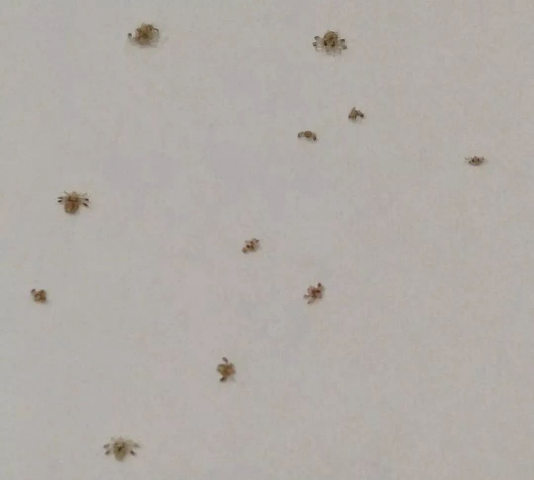 6岁孩子说眼睛痒眨眼怎么回事,小孩眼睛痒是有虫子吗