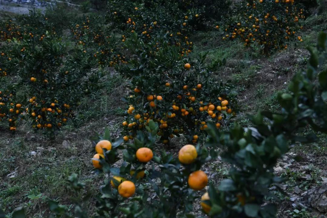 “blingbling”,黄得可爱的橘子可以从8月摘到来年2月!淳安中联村:临湖民宿处女地,甜甜蜜蜜看湖景