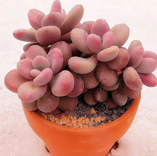 多肉红彤彤,彩色多肉褪色了怎么回事