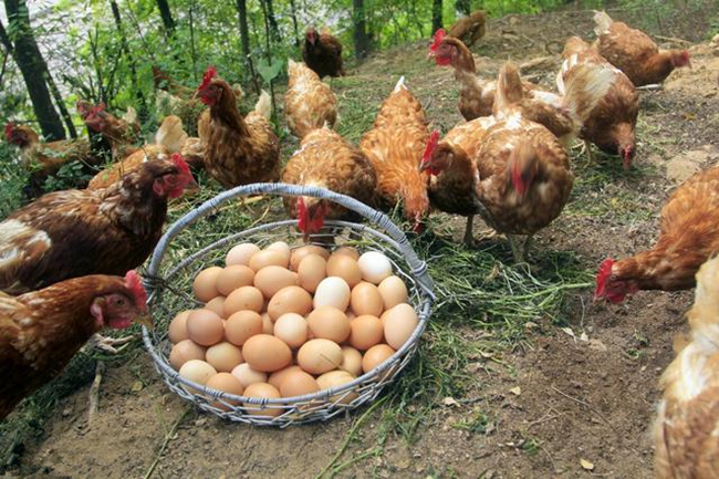 鸡蛔虫有什么特效药治,鸡蛔虫病能用人药治吗