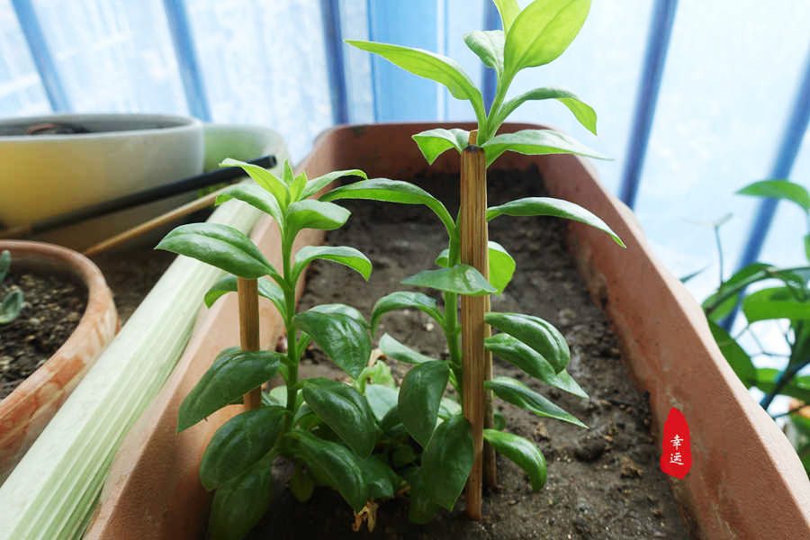 穿心莲木耳核桃拌凉菜,核桃穿心莲