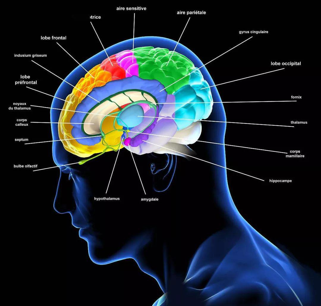 2岁孩子很犟固执哭闹怎样教育,2岁半执拗敏感期怎么引导