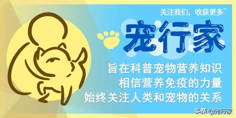 猫也有分离焦虑症吗,猫有分离焦虑怎么办