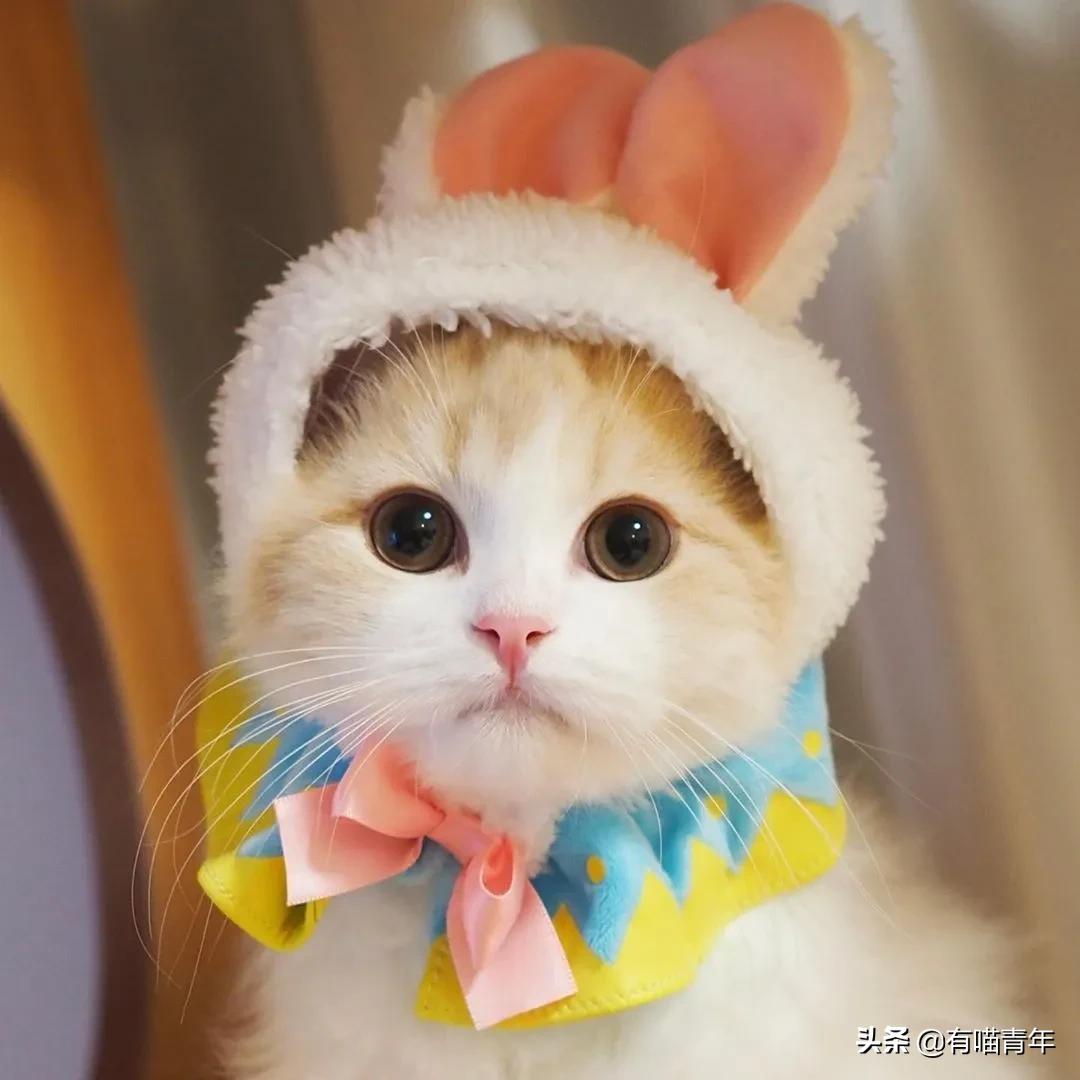 小奶猫的危害视频,小奶猫有什么危险