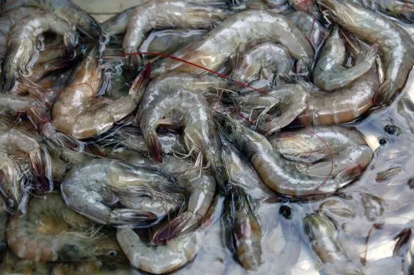 连云港连海海鲜推荐,开海海鲜连云港