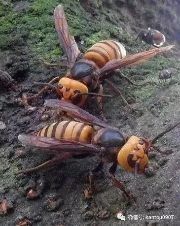 蜜蜂蜇过怎么处理,怎么避免蜜蜂马蜂蜇人