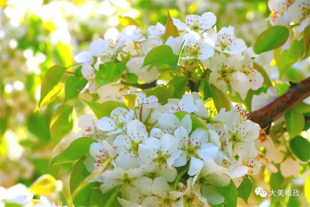 绿色和政春深夏浅风光好山美花浓待君来