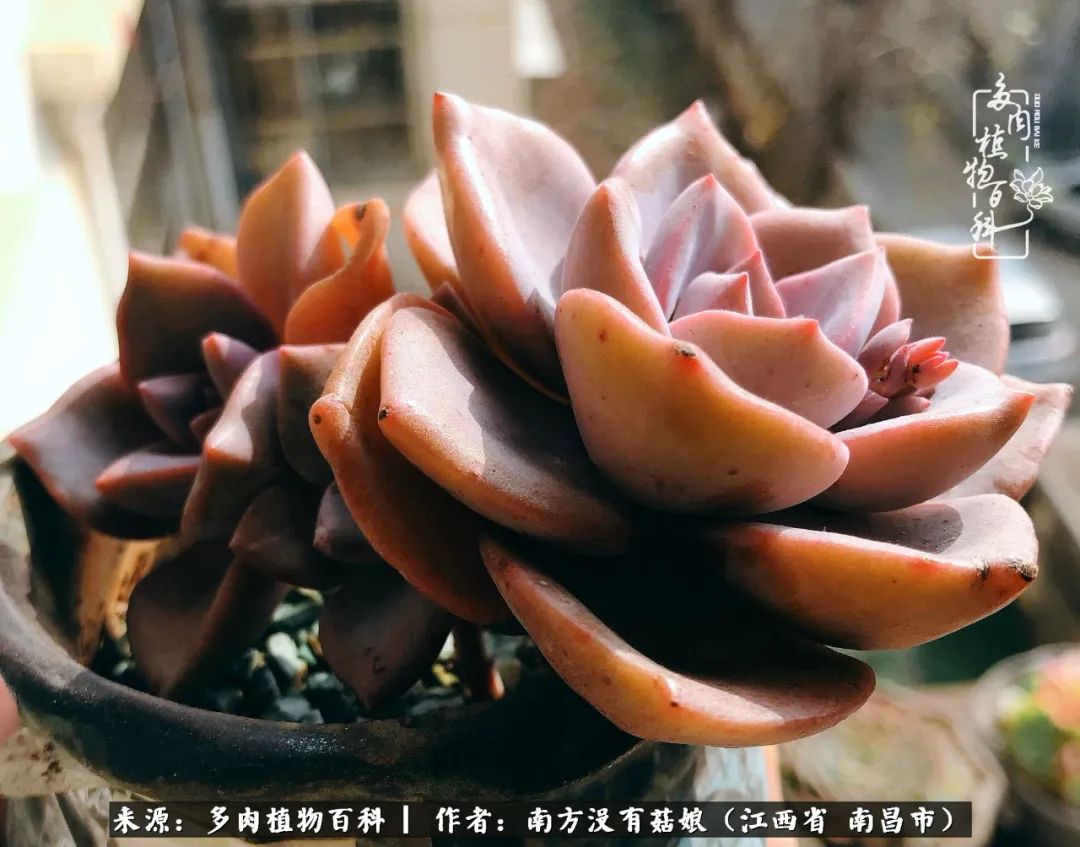 既见云胡不喜,既见君子云胡不喜毛笔楷书