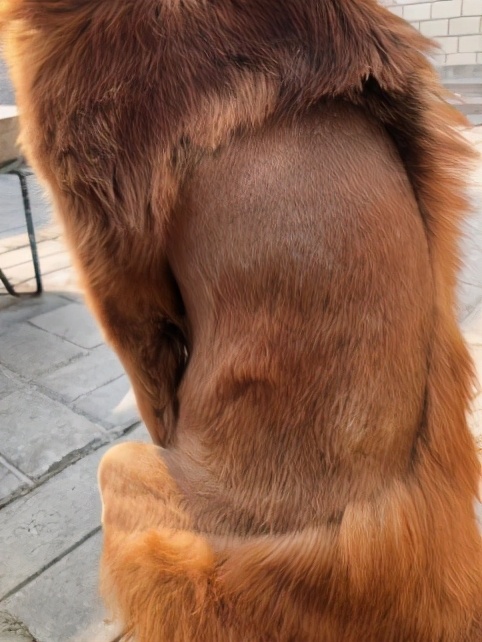 中兽医针灸疗法,中兽医验方与妙用精编